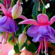 Purple Pink Fuchsia Seeds - Flower Plant
