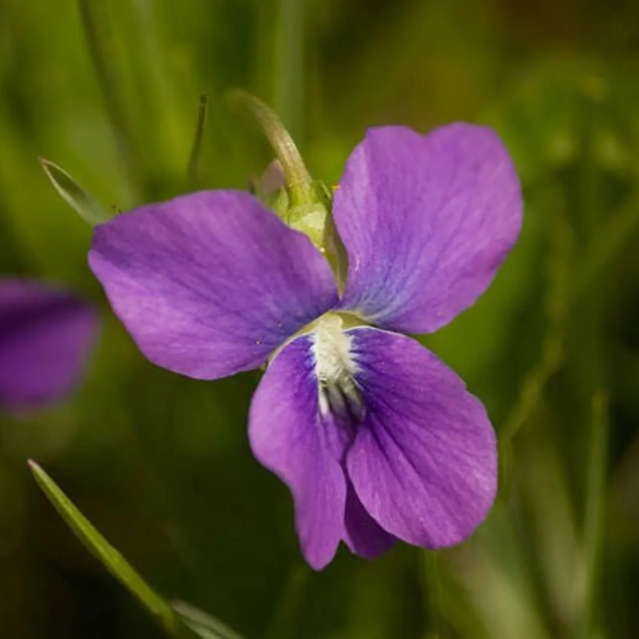 Purple Prairie Violet Seeds