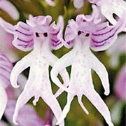 Purple Pyramid Monkey Orchid Seeds