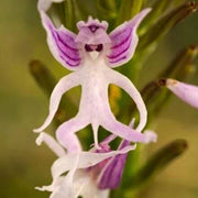 Purple Pyramid Monkey Orchid Seeds