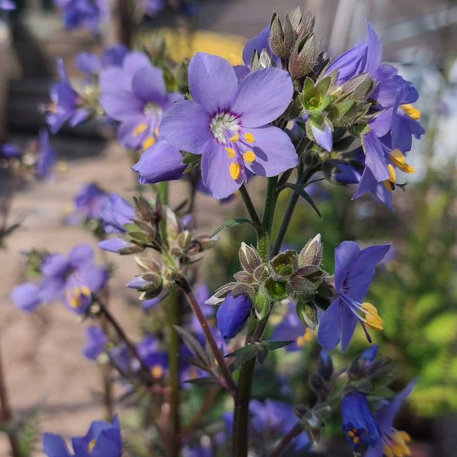Purple Rain Jacob's Ladder Seeds