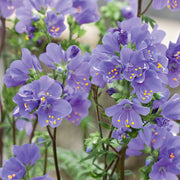 Purple Rain Jacob's Ladder Seeds