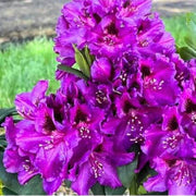 Purple Rhododendron Azalea Seeds - Flower Plant