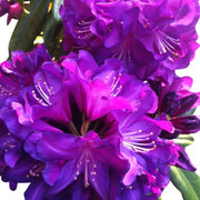 Purple Rhododendron Azalea Seeds - Flower Plant