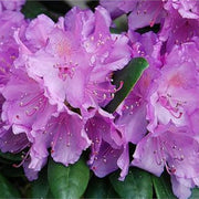 Purple Rhododendron Azalea Seeds - Flower Plant