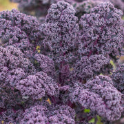 Purple Scarlet Kale Seeds