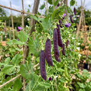 Snow Pea Seeds – Pisum sativum