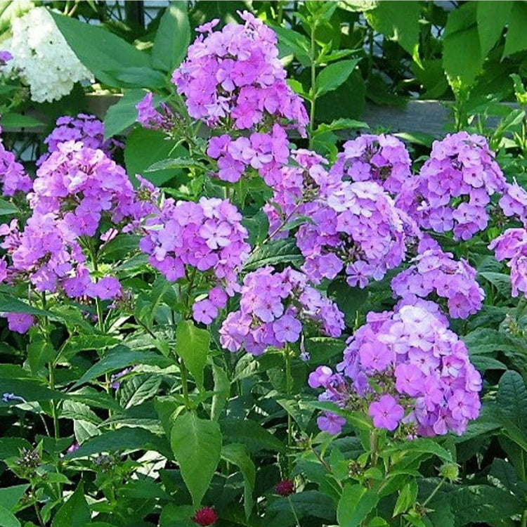 Purple Tall Phlox Seeds