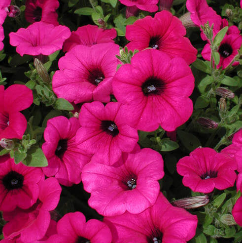 Purple Velvet Petunia Seeds