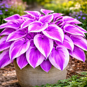 Purple & White Hosta Seeds