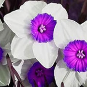 Purple & White Daffodil Seeds - Flower Plant