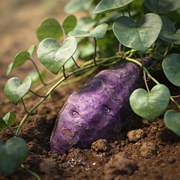 Sweet Potato Seeds – Ipomoea batatas