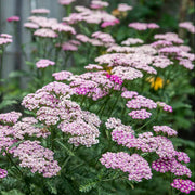 Purple Yarrow Seeds