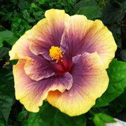 Purple Yellow Hibiscus Seeds