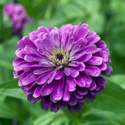 Purple Zinnia Seeds