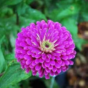 Purple Zinnia Seeds