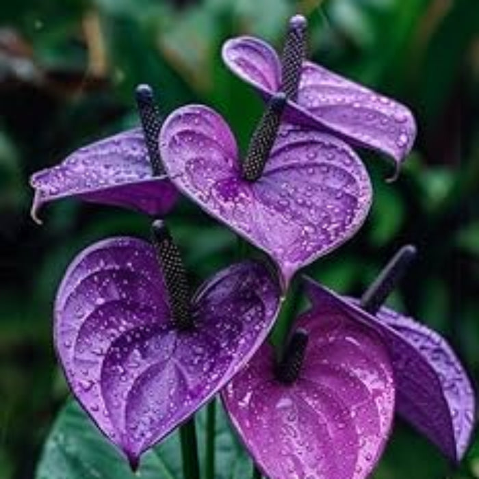 Purple anthurium andraeanum Seeds