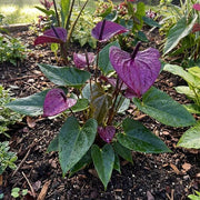 Purple anthurium andraeanum Seeds