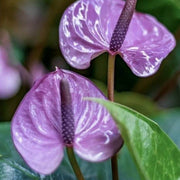 Purple anthurium andraeanum Seeds