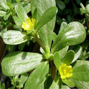 Purslane Seeds - Herbal Plant for Home Gardens Seeds