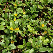 Purslane Seeds - Herbal Plant for Home Gardens Seeds