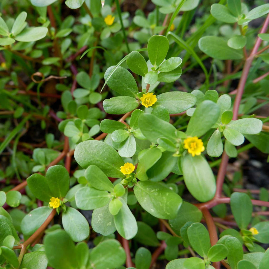 Purslane Seeds - Herbal Plant for Home Gardens Seeds