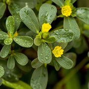 Purslane Seeds - Herbal Plant for Home Gardens Seeds