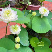 Exotic Collector's Lotus Seeds