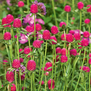 Gomphrena Seeds – Gomphrena globosa