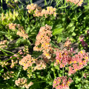 Statice Seeds – Limonium sinuatum
