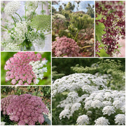Queen Seeds, Daucus carota Flower Seeds