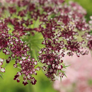 Queen Seeds, Daucus carota Flower Seeds