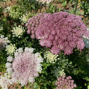 Queen Seeds, Daucus carota Flower Seeds