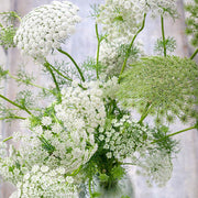 Queen Seeds, Daucus carota Flower Seeds