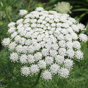 Queen Seeds, Daucus carota Flower Seeds