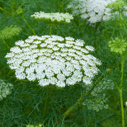 Queen Anne’s Lace Seeds – Daucus carota