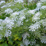 Queen Anne’s Lace Seeds – Daucus carota