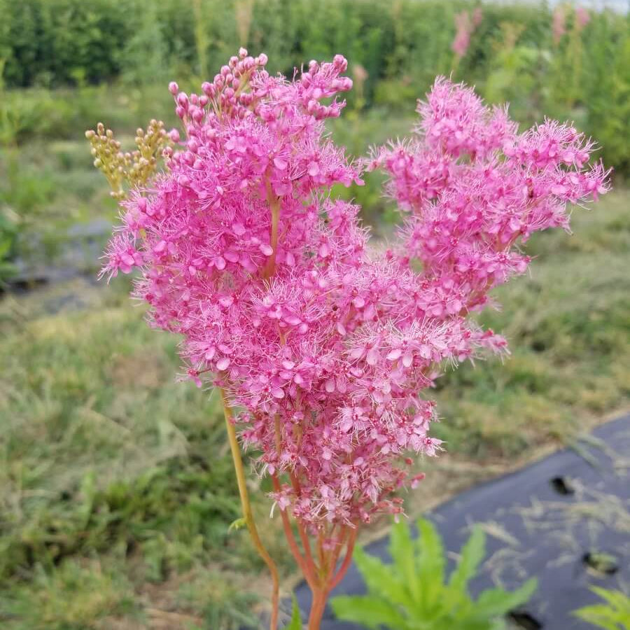 Wildflower Queen of the Prairie Seeds
