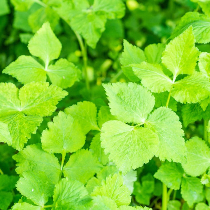 Japanese Parsley Seeds, Herbal