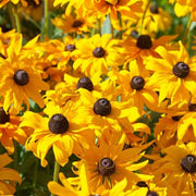 Marmalade Rudbeckia Seeds