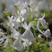 Angolan Bladderwort Seeds