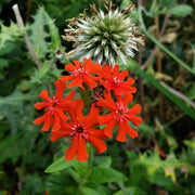 Lychnis Seeds - for Home Gardens Seeds