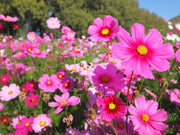 Cosmos Seeds – Cosmos bipinnatus