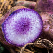 Bluemoon Radish Seeds