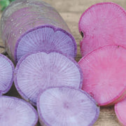 Blue Radish Seeds