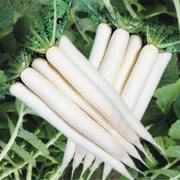 White Radish Seeds