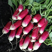 Pink Pumpkin Seeds
