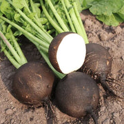 Black Radish Seeds