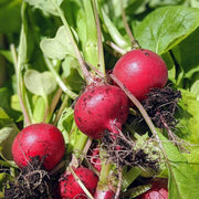 Celesta Radish Seeds