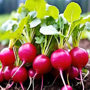 Confetti Mix Radish Cherry Seeds